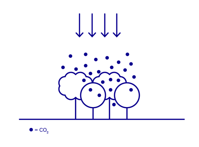 Diagram illustration of trees absorbing CO₂