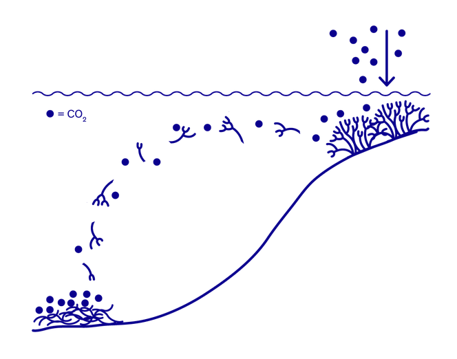 Illustration of a seabed showing CO₂ being stored by kelp while alive and once decayed.