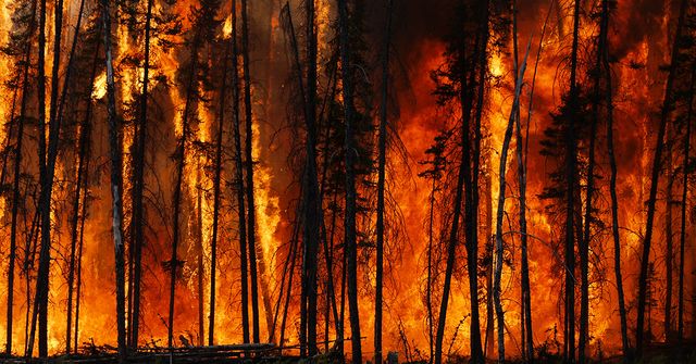 Image of forest fire. BeZero scientists explain rapid increase in global carbon emissions from forest fires