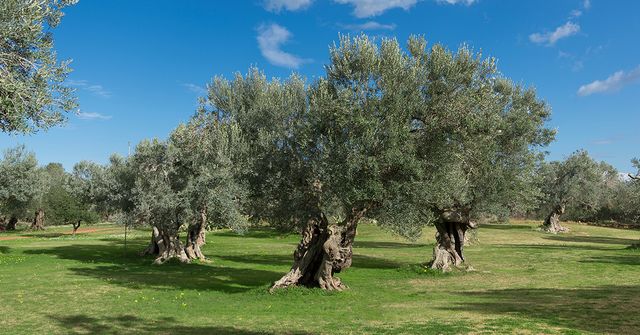 Image of an olive grove. New regenerative agriculture rating marks a number of industry firsts