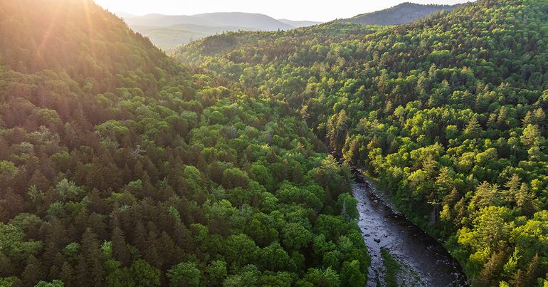 Aerial image of forest. Engaging with developers - our year in review