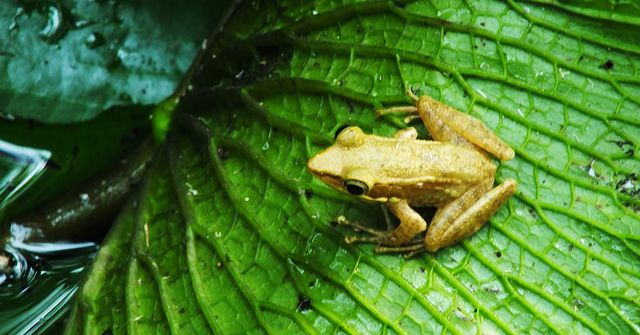 Image of frog on a leaf. Carbon project co-benefits for globally threatened species