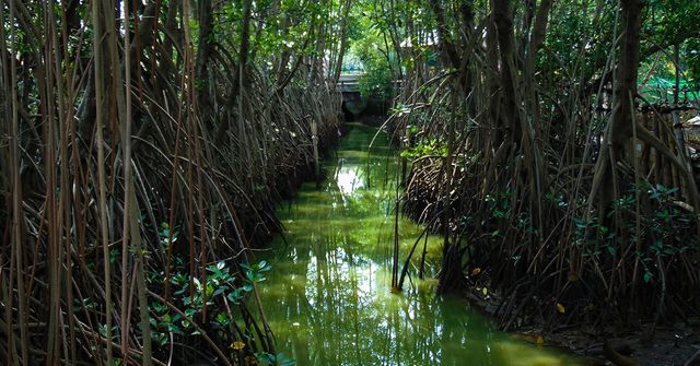 Image of mangroves in a swamp area, blue carbon