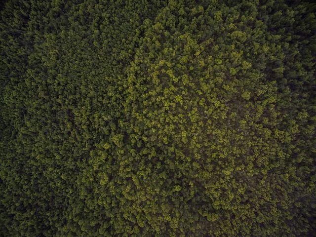 Ariel view of a forest, ARR methodology