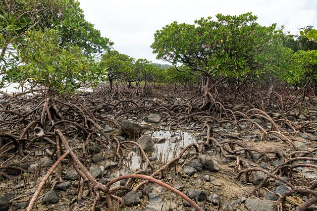 Image of a mangrove ecosystem. Mapping the SDG claim lifecycle: 2023 update.