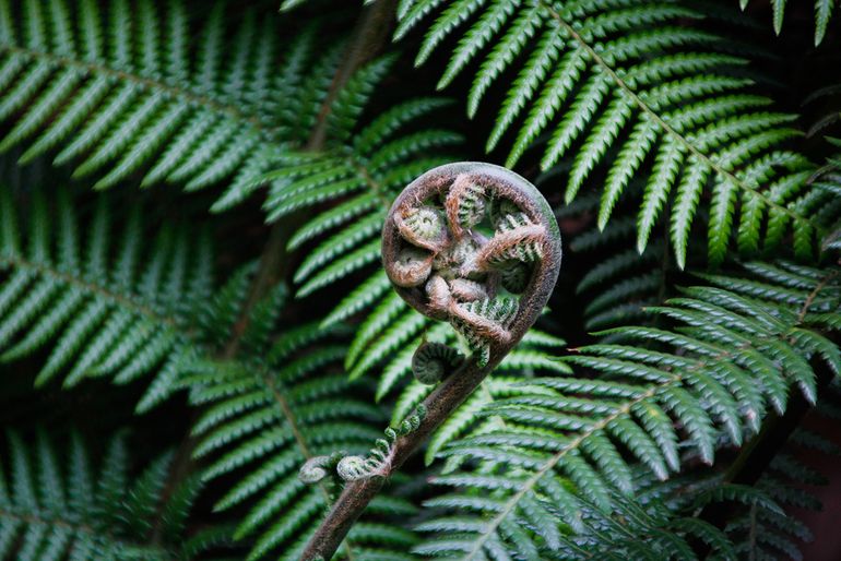 Close up image of ferns. Quality: carbon projects are method actors