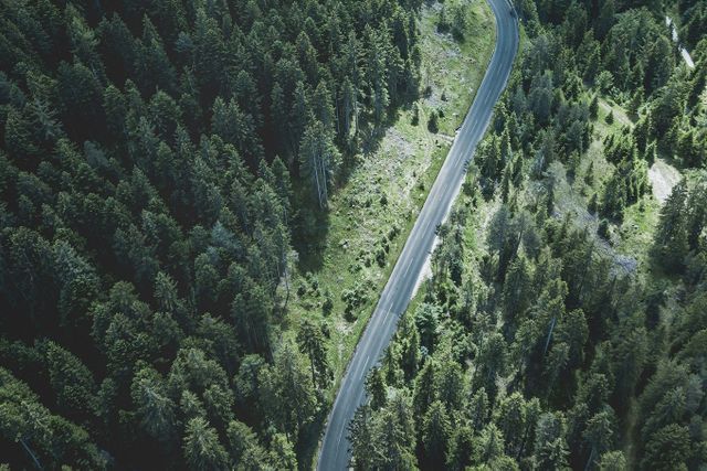 Road running through a forested area, jurisdictional REDD