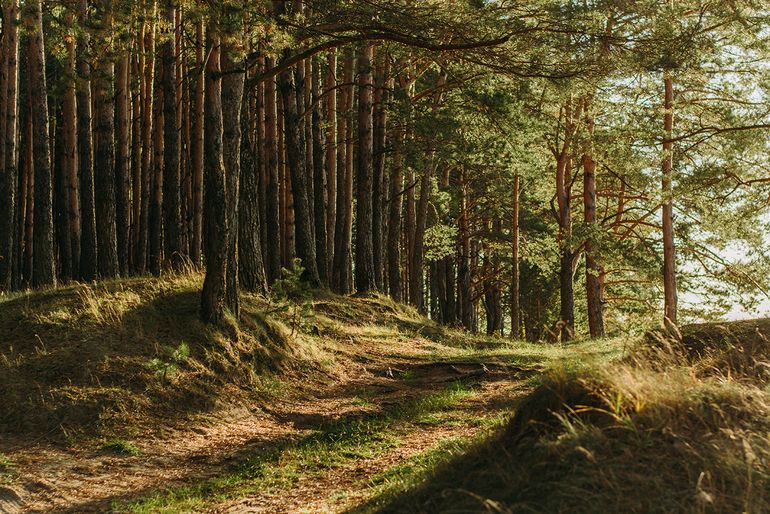 Image of forest - taking stock of forest carbon