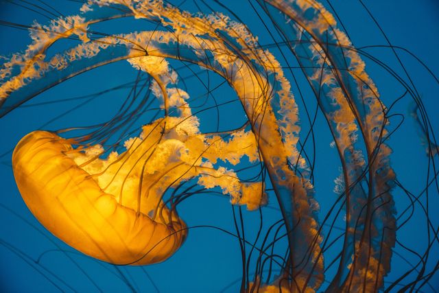 Bright orange jellyfish