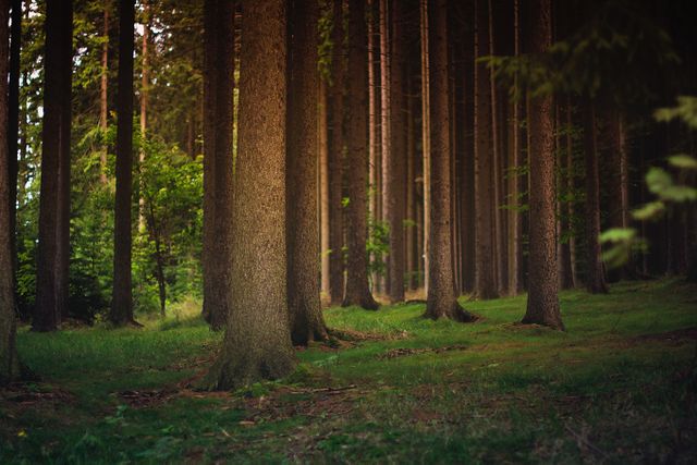 Image of tree trunks in an evergreen forest