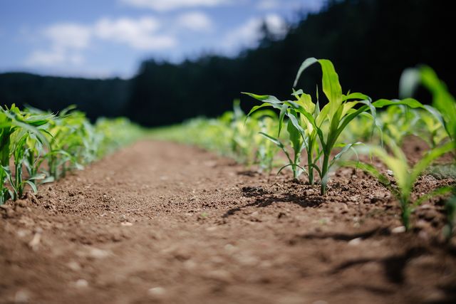 Close up image of crops in the ground. 'Regenerative agriculture: the farms race of the carbon markets'