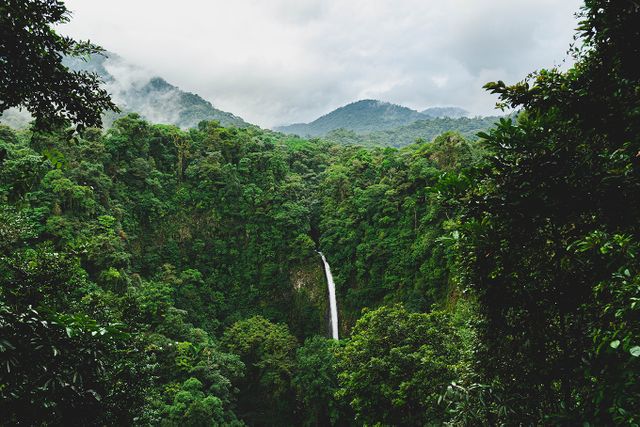 Rainforest with waterfall