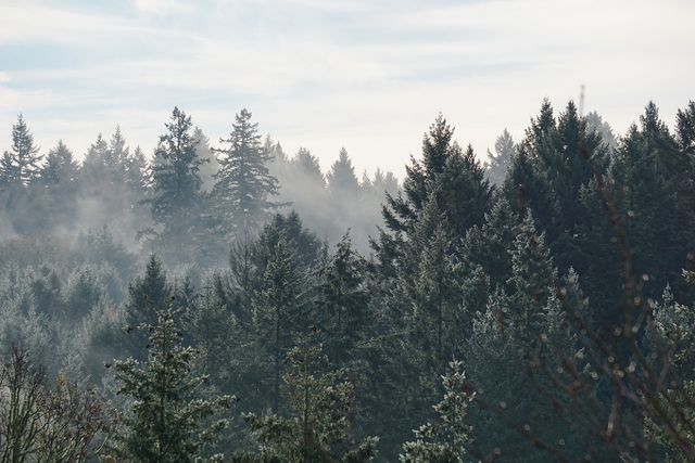 Image of a forest, guide to rating forestry projects