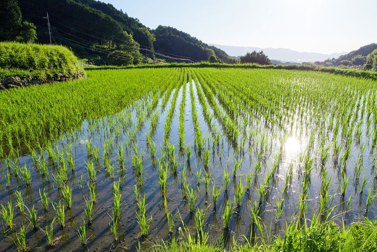 Rice field - the future of rice methane