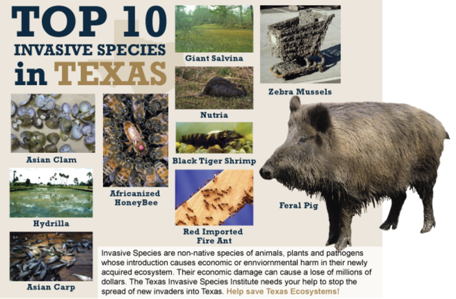 Image of top 10 invasive species in Texas