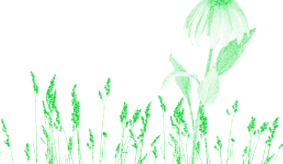 Textured image of long grass and other plants