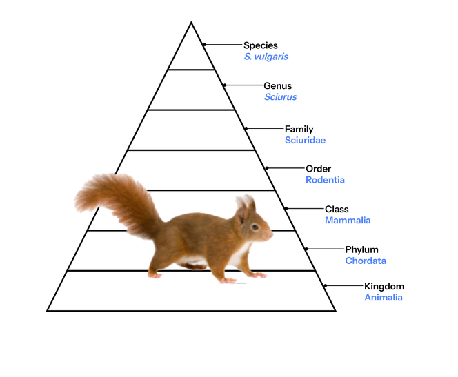 Taxonomic hierarchy for the red squirrel.