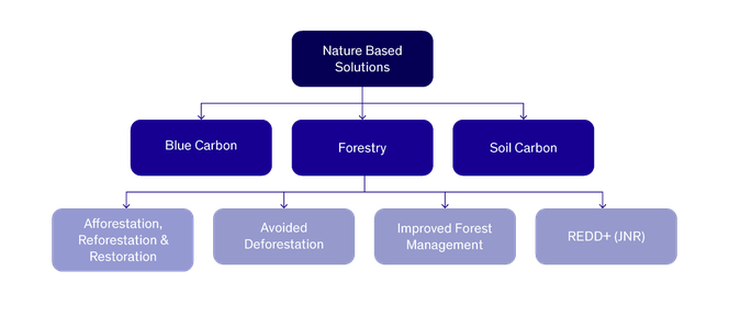 Infographic showing where forestry projects lie in BeZero's sector classification system. Sector group: Nature-Based Solutions. Sector: Forestry. Sub-sector: Afforestation Reforestation & Restoration. Avoided Deforestation. Improved Forest Management. REDD+ (JNR).