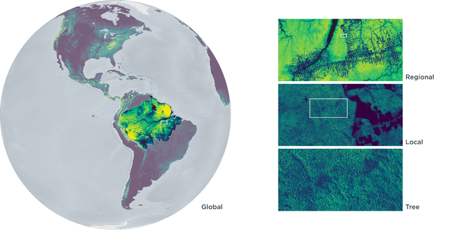 Image showing regional, local and tree level analysis