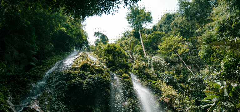 Rainforest with waterfall