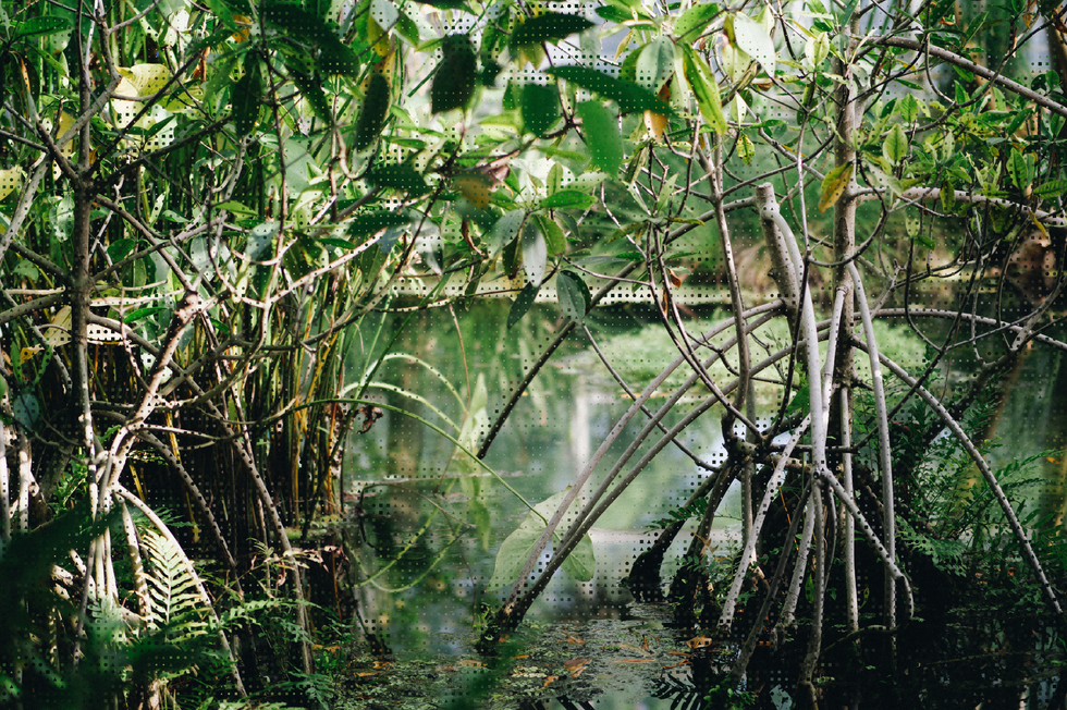 Mangrove forest, ex post ratings