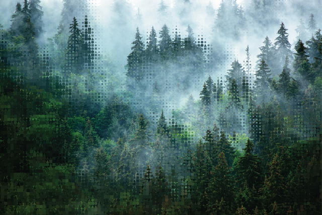 Image of a pine forest. Improved Forest Management methodology