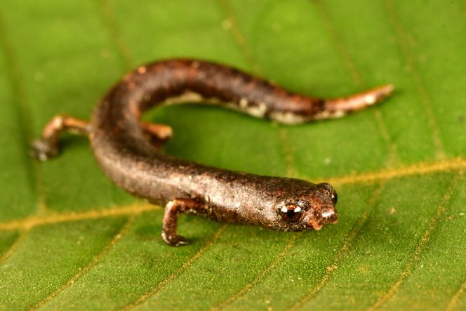 Image of a new species of arboreal salamander (Bolitoglossa sp.) adjacent to a carbon project in Alto Mayo, Peru